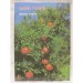 ������ ���� - ����� �����